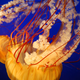 Illustration for article titled The Jellyfish Are Coming